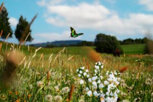 Lire la suite à propos de l’article De la biodiversité en veux-tu en voilà