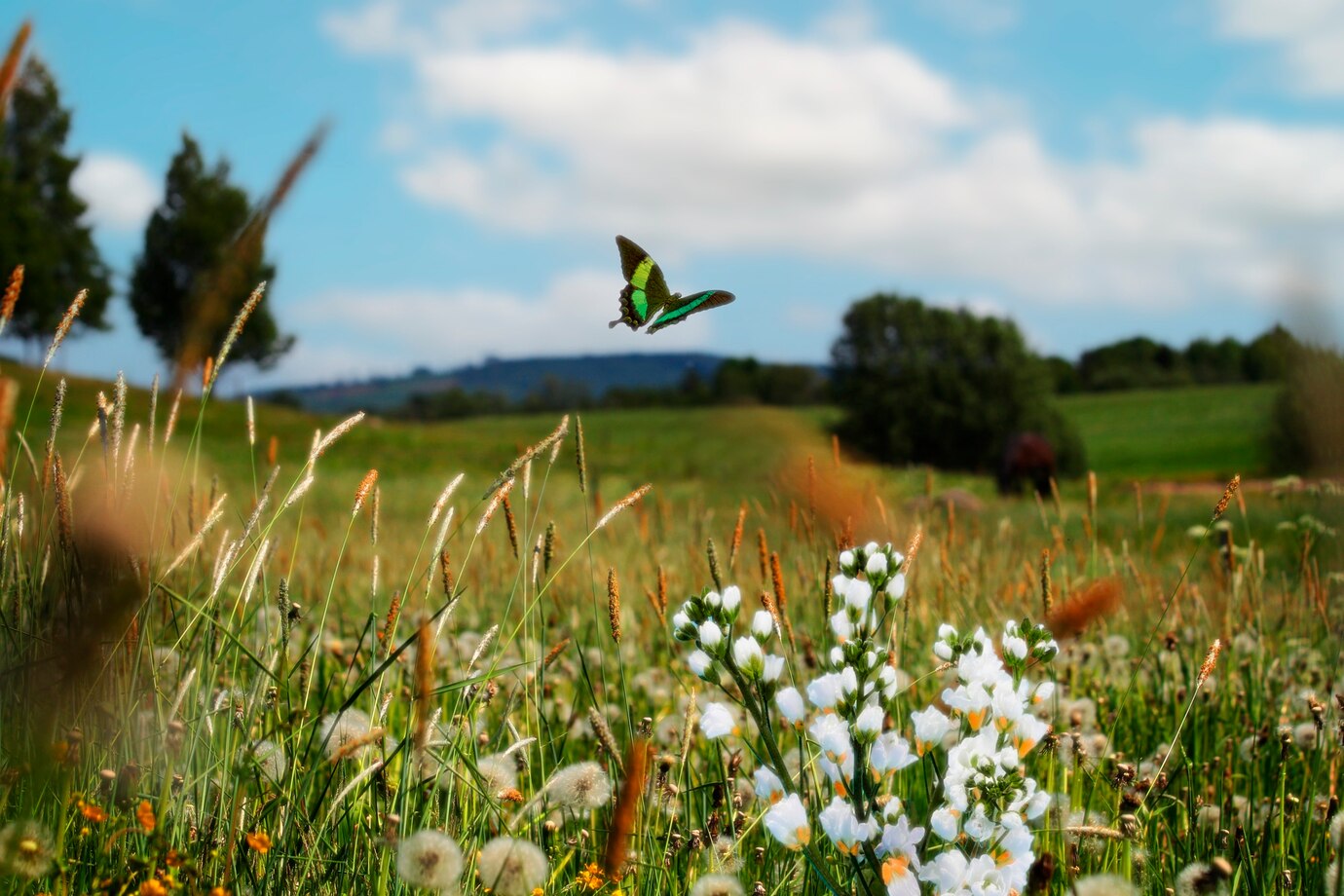 Lire la suite à propos de l’article De la biodiversité en veux-tu en voilà